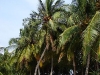 450px-maldives_09953