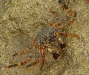 712px-maldives_09822