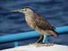800px-maldives_00246