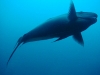 800px-maldives_00287