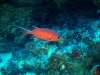 800px-maldives_00298