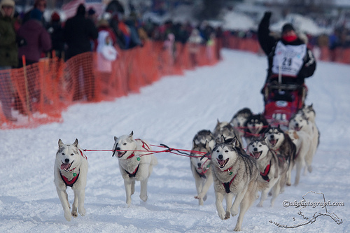Iditarod