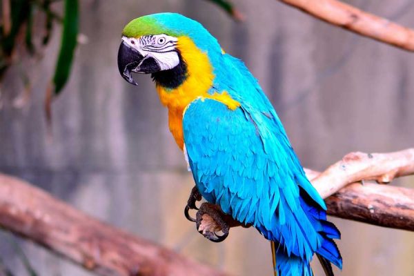 Blue and Gold Macaw