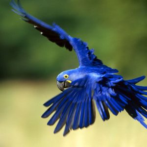 Blue Macaw