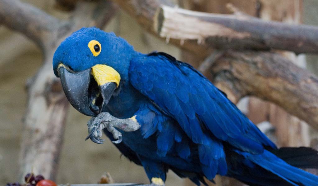 К чему снится попугай во сне. Попугай ара гиацинтовый. Голубой попугай ара. Синий ара попугай вымер. Гиацинтовый ара фото.