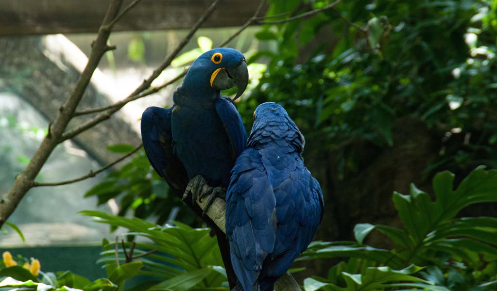 Magical Blue Macaw