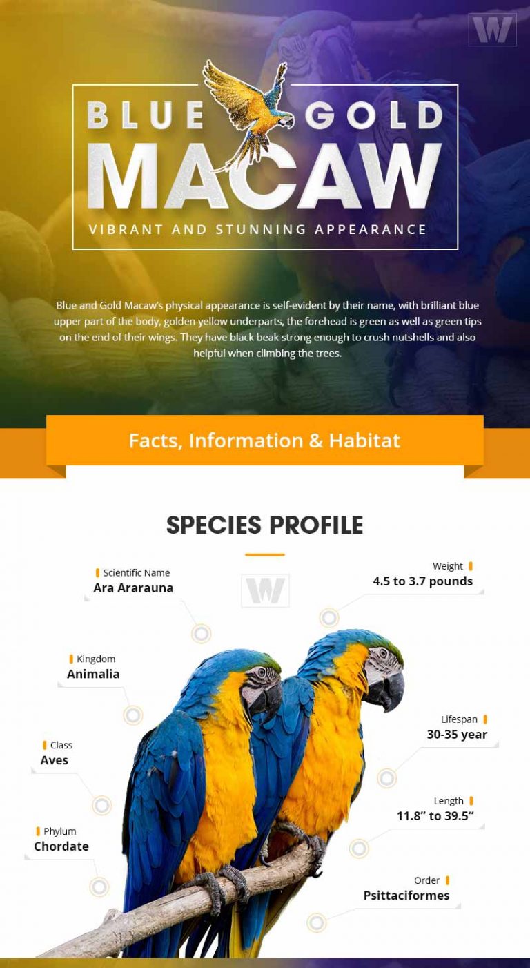 Blue and Gold Macaw: Facts, Habitat, Food & Care (Ara ararauna) - Blue And Gold Macaw Durability Traits