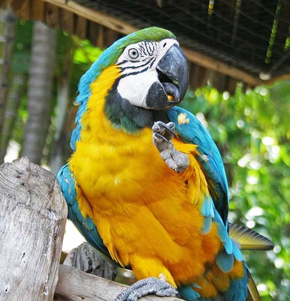 Blue and Gold Macaw Social Behaviour