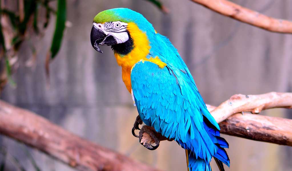 blue and yellow macaws