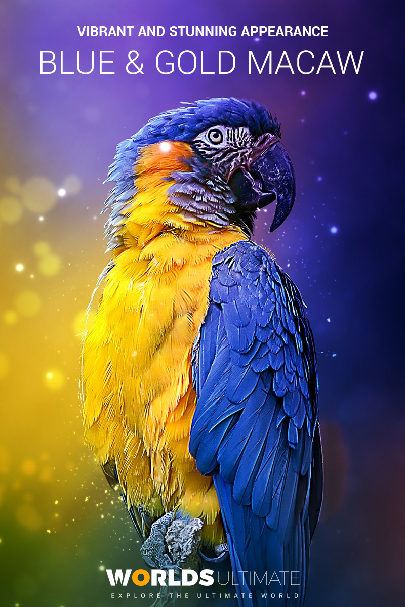 Blue and Gold Macaw Facts