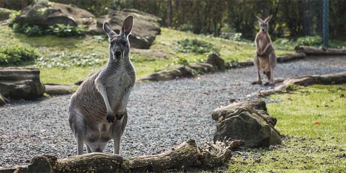 Wildlife in Australia