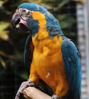 Blue Throated Macaw