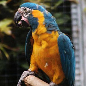 Blue Throated Macaw