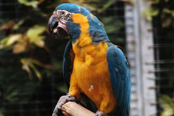 Blue Throated Macaw