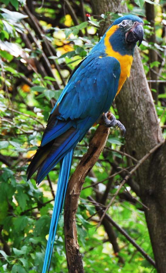 Blue Throated Macaw Ara Glaucogularis