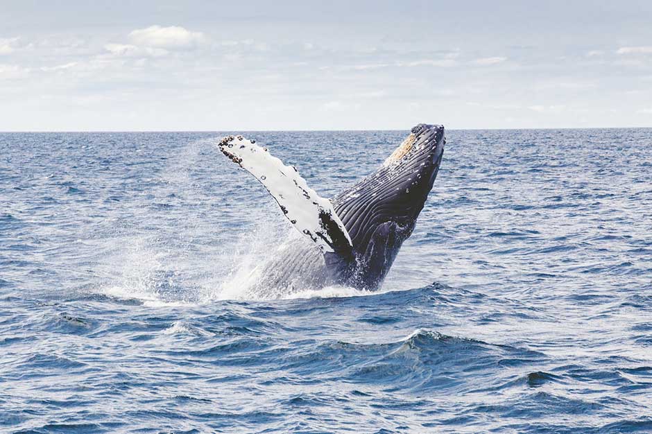 Whale