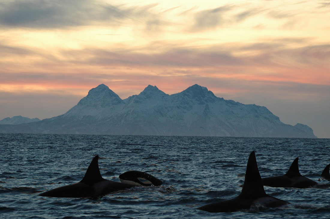 Lofoten Islands