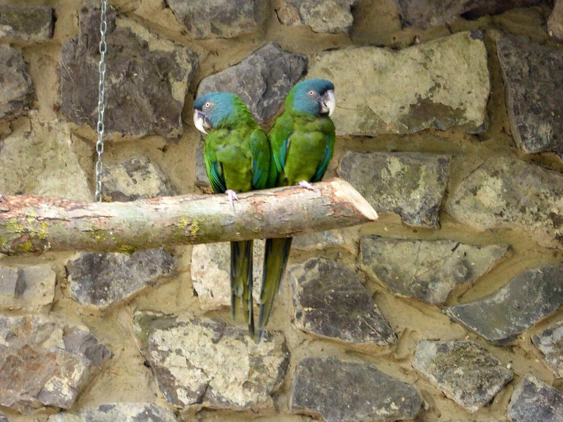 Blue or Coulons headed Macaw