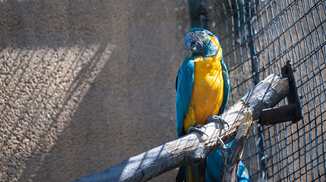 Blue Throated Macaw