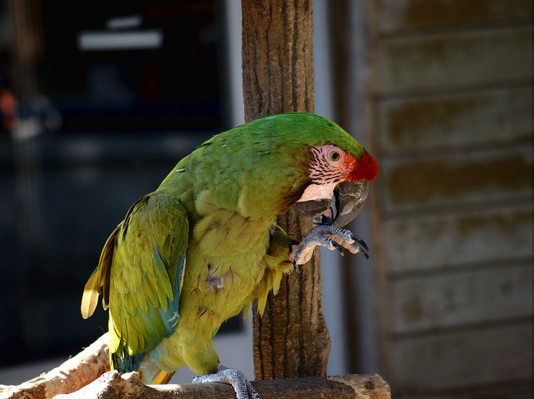 Buffons Macaw