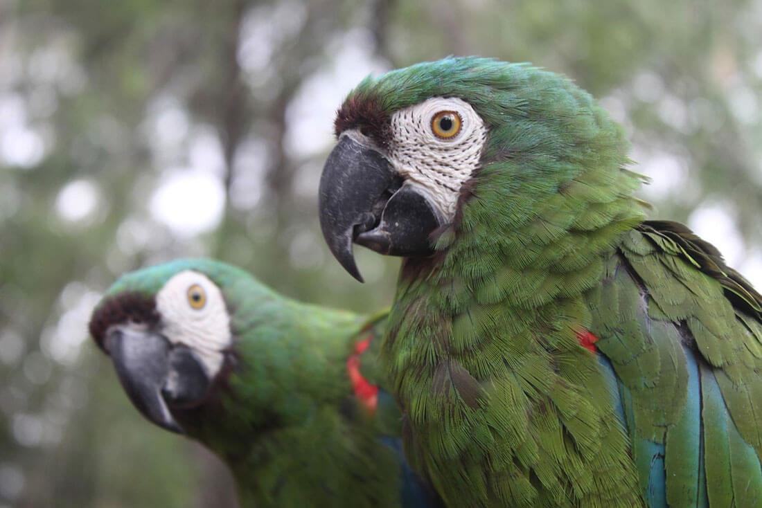 Chestnut Fronted Macaw