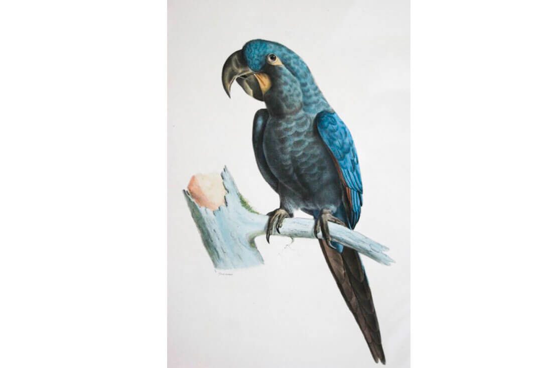 Glaucous Macaw - Extinct in Types of Macaws