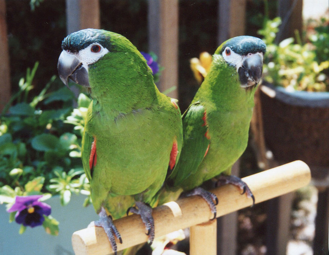 Hahns Macaw - Popular in Types of Macaws