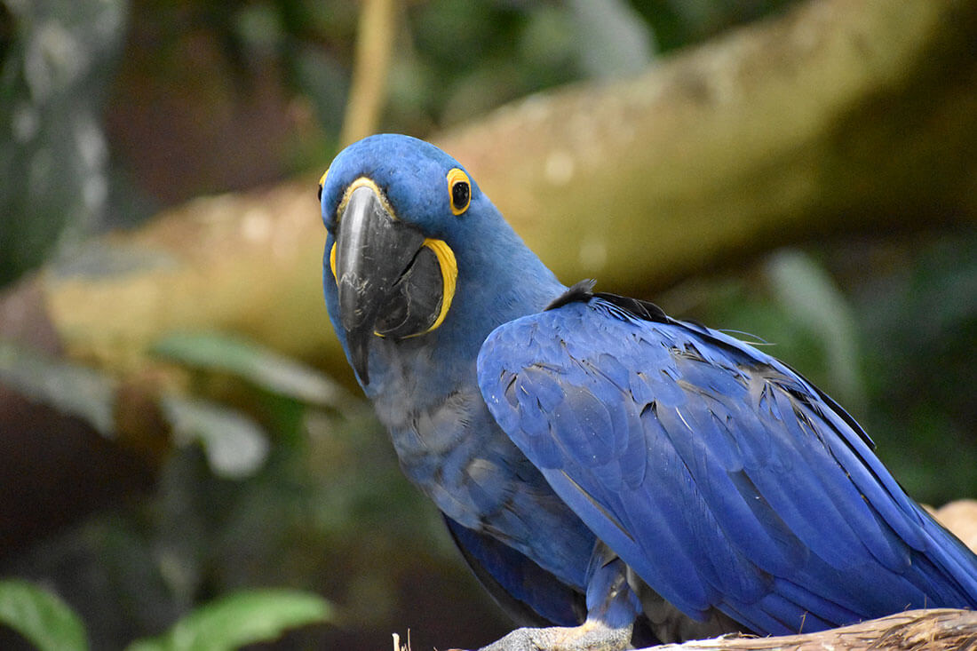 Hyacinth Macaw - Beautiful in Types of Macaws
