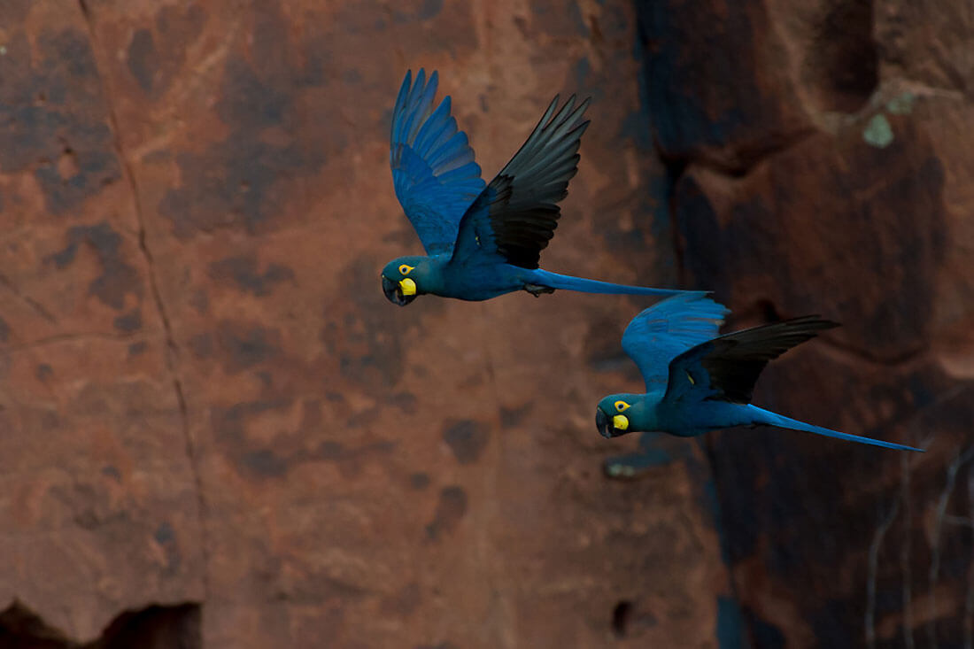 Lears Macaw - One of the Types in Macaws