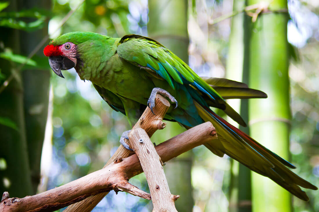 Military Macaw