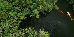 Pink River Dolphins