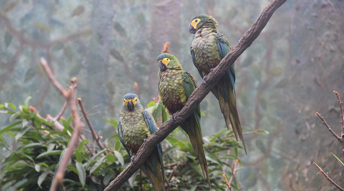 Red Bellied Macaw