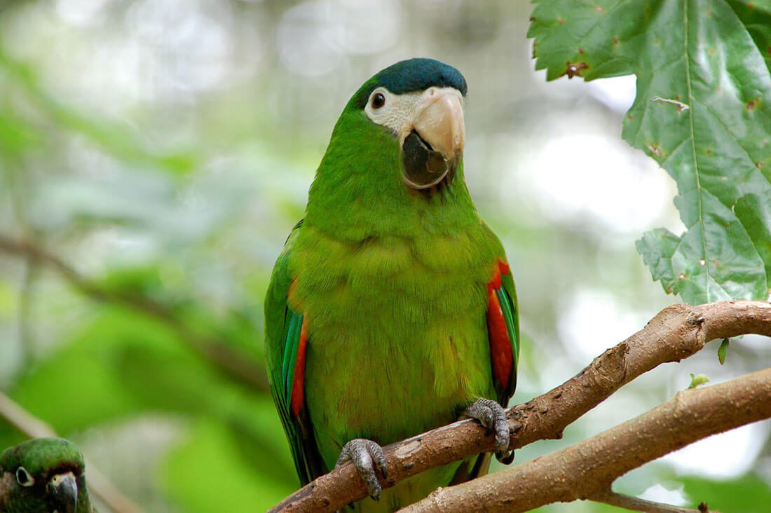 Red Shouldered Macaw