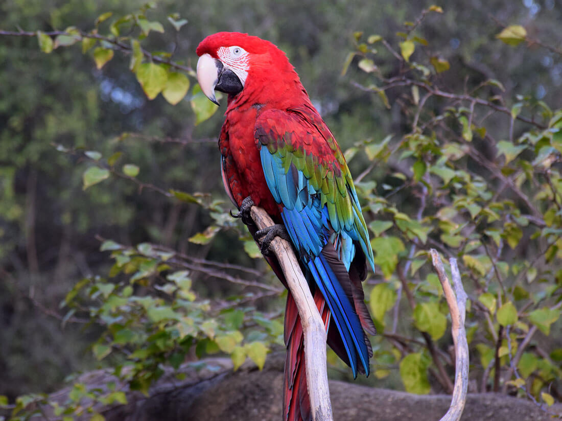 Scarlet Macaw