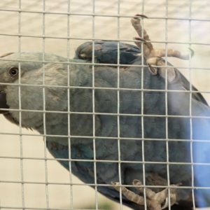 Spixs Macaw