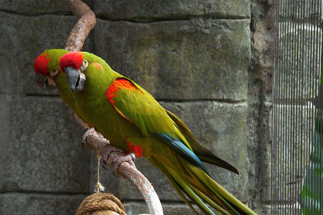 The red-fronted macaw
