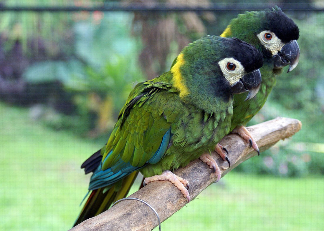 Yellow or Golden Collared Macaw