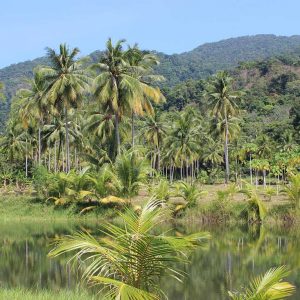 Amazon Rainforest Facts
