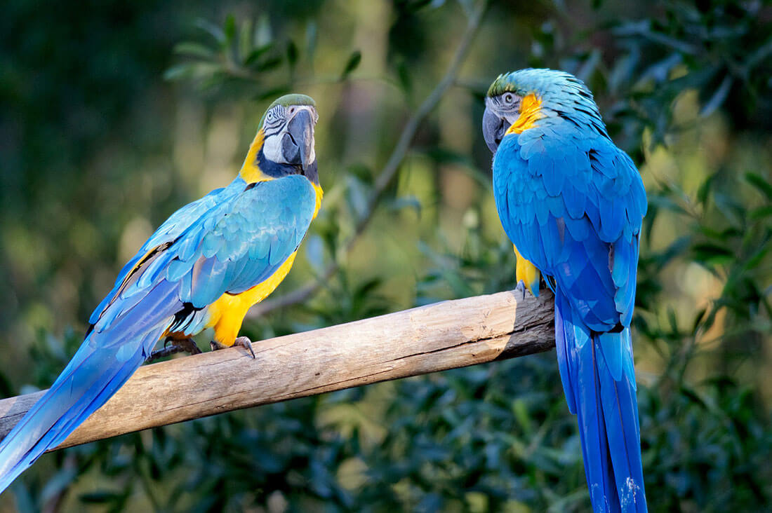 Blue and Yellow Macaw