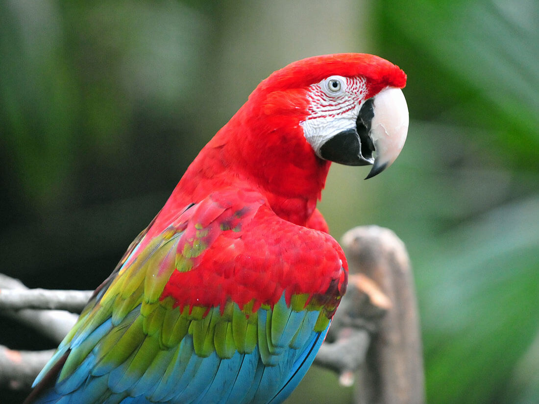 Green Winged Macaw