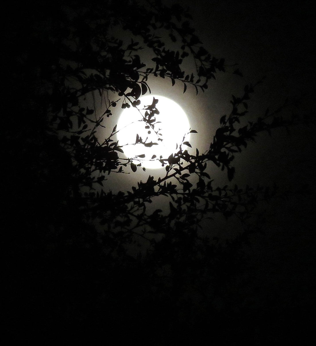 Moonlight Zip Line Tour