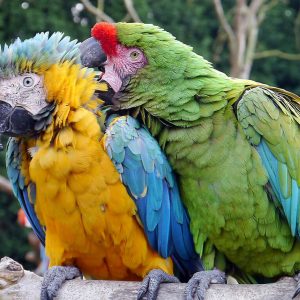 Types of Macaws