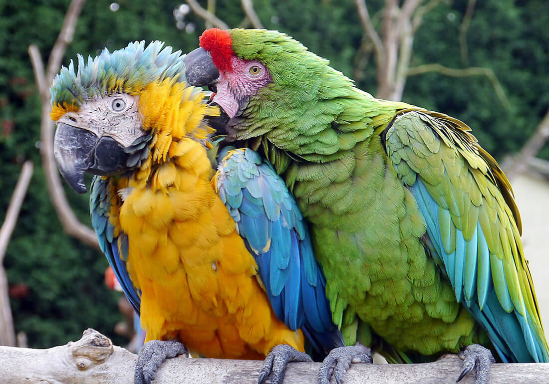 Types of Macaws
