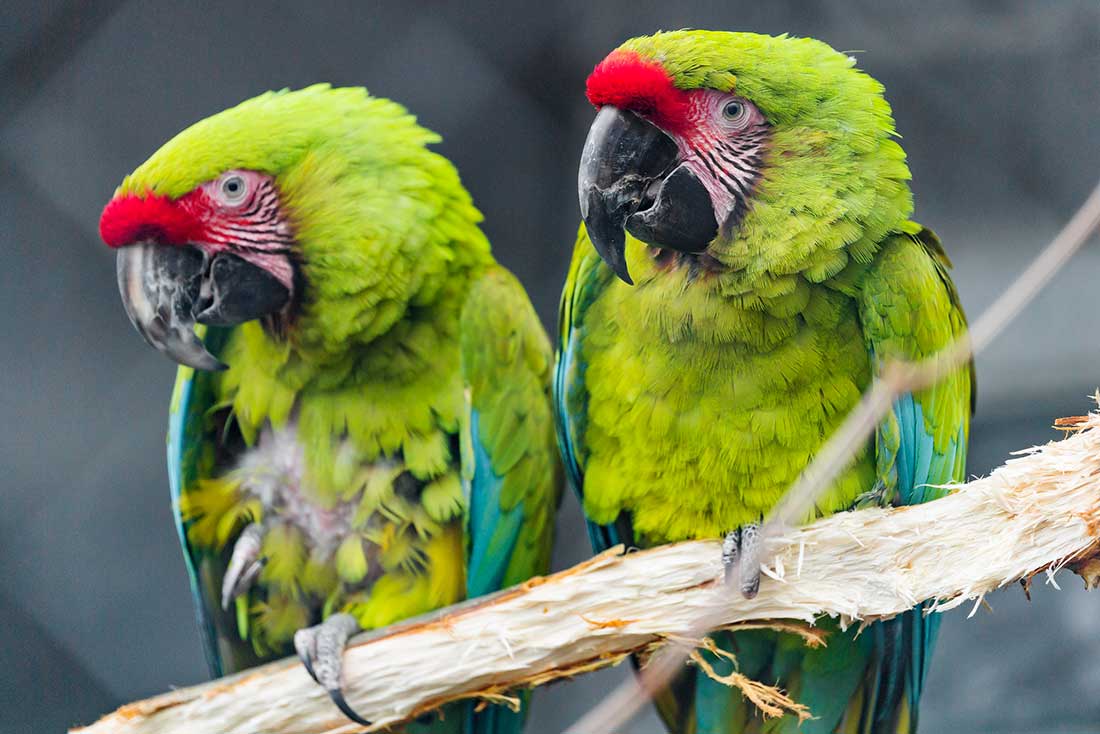 Red Fronted Macaw Behavior