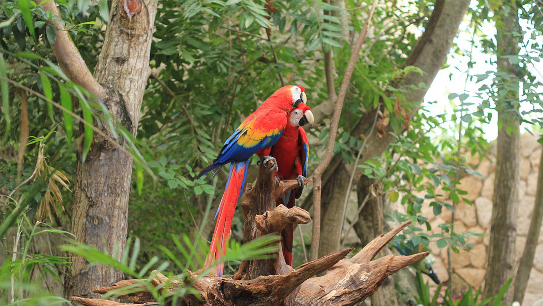 Macaw Classification