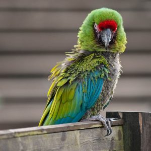 Military Macaw