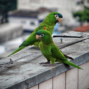 Red Shouldered Macaw