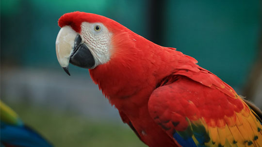 Scarlet Macaw Appearance