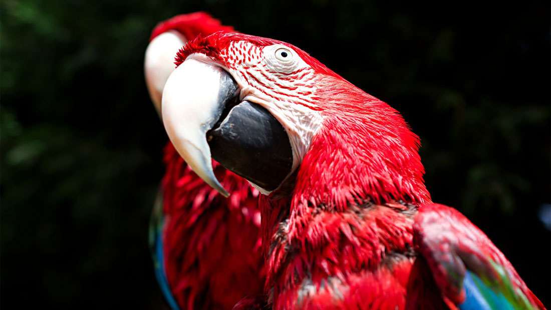 Scarlet Macaw Threats