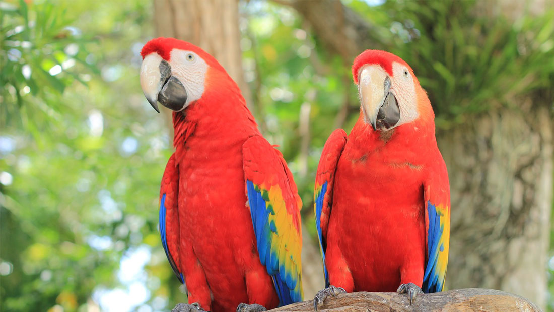 Scarlet Macaw